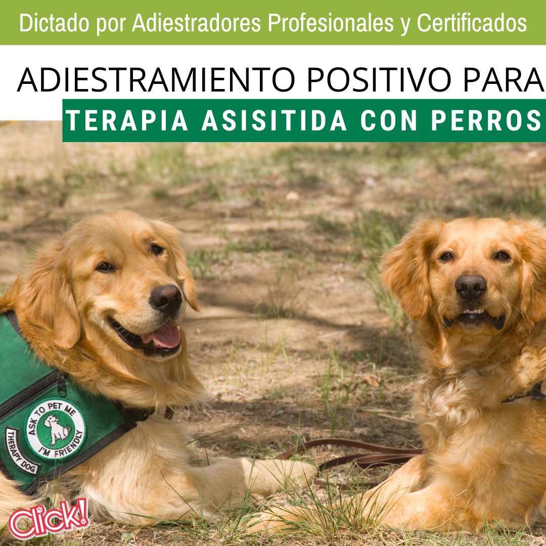 2 perros de terapia golden con chaleco peto