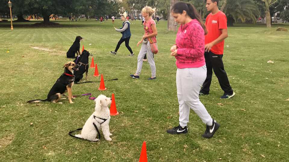 como ser adiestrador de perros, qué se necesita para ser adiestrador canino